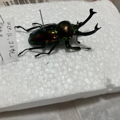 ニジイロクワガタの標本あげます！の画像