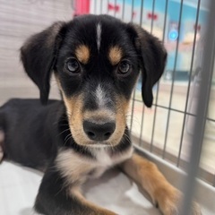 3ヶ月：ハスキー×アイリッシュセター(ミックス犬)