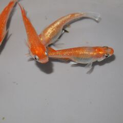 メダカ　デーンモルフォ稚魚（１㎝前後）1２匹の画像