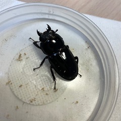 オキナワヒラタクワガタ♂♀ペアの画像