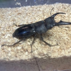 オキナワヒラタクワガタ♂♀ペアの画像