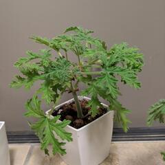 ①ローズゼラニウムハーブゼラニウムセンテッドゼラニウム/観葉植物の画像