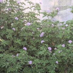 ①ローズゼラニウムハーブゼラニウムセンテッドゼラニウム/観葉植物の画像