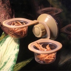 爬虫類餌やり容器トカゲ水ボウル、爬虫類フィーダー, トカゲ餌入れ
の画像
