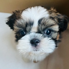 シーズー👦⭐️ - ペット