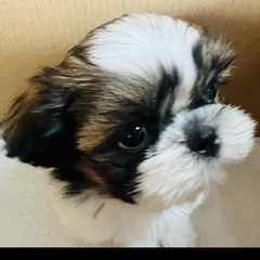 シーズー👦⭐️の画像