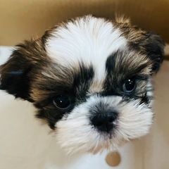 シーズー👦⭐️ - 八女市