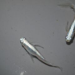 メダカ　ブランドミックスメダカ稚魚5種（１㎝以上）　３０匹の画像