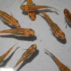 メダカ　ブランドミックスメダカ稚魚5種（１㎝以上）　３０匹の画像