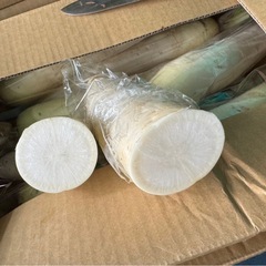 訳あり熊本県産  大根1本から1箱売りの画像