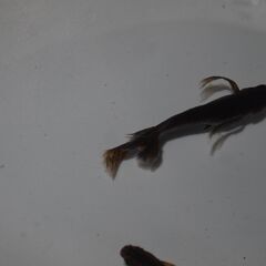 メダカ　サタン稚魚（１㎝以上）15匹　サイズばらつきあるための画像