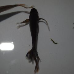 メダカ　サタン稚魚（１㎝以上）15匹　サイズばらつきあるための画像