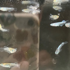 メダカ　めだか　エメキン幼魚　1匹90円の画像