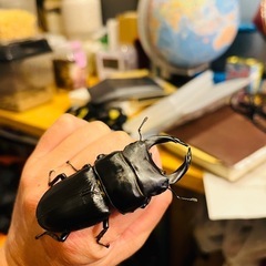 能勢オオクワガタ（幼虫）の画像