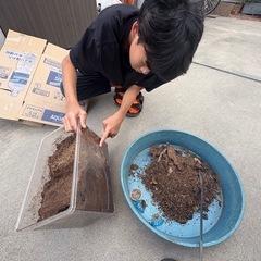 能勢オオクワガタ（幼虫）の画像