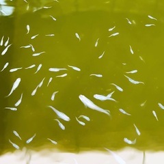 メダカ 幹之スーパー光 若魚10匹セットの画像