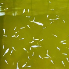 メダカ 幹之スーパー光 若魚10匹セットの画像