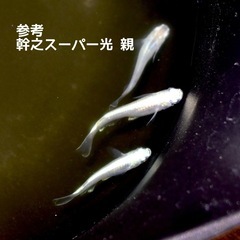 メダカ 幹之スーパー光 若魚10匹セットの画像
