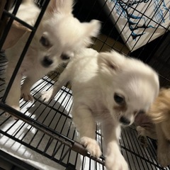 チワワ仔犬　中止