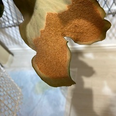【観葉植物】ビカクシダ　マダガスカリエンセ p.madagascariense  胞子 の画像