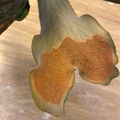 【観葉植物】ビカクシダ　マダガスカリエンセ p.madagascariense  胞子 の画像