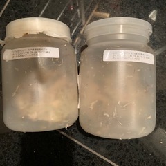 ニジイロクワガタ　ゴールドピカール血統　メス2匹の画像