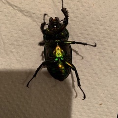 ニジイロクワガタ　ゴールドピカール血統　メス2匹の画像