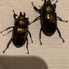 ニジイロクワガタ　ゴールドピカール血統　メス2匹