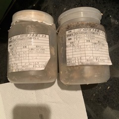 ニジイロクワガタ　ゴールドピカール血統　メス2匹の画像