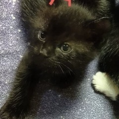 黒ねこ　メス　（急募）の画像