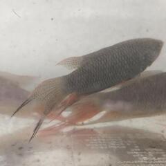 ブラックパラダイス(闘魚)の画像