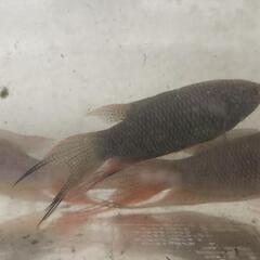 ブラックパラダイス(闘魚)の画像