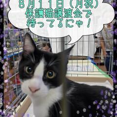 😸抱っこOK😺みらサポ保護猫譲渡会😻
