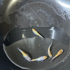 三色ラメメダカ　５匹の画像