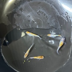 三色ラメメダカ　５匹の画像