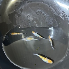 三色ラメメダカ　５匹の画像