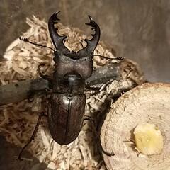 幻のミヤマクワガタ　大物　1の画像