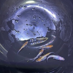 三色ラメメダカ　５匹の画像