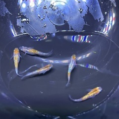 三色ラメメダカ　５匹の画像
