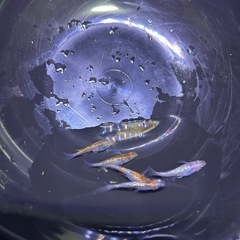 三色ラメメダカ　５匹の画像