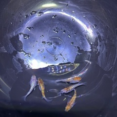 三色ラメメダカ　５匹の画像