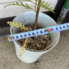 ［010］グレビレア　プーリンダ　ピーター　オージープランツの画像