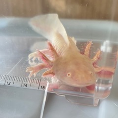 ウーパールーパー　ゴールデンの画像