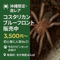 【初心者向け！】コスタリカンブルーフロント販売中｜おすすめのタ...