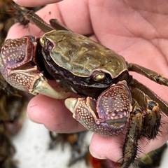 🦀ベンケイガニ（夏休み特別価格)ペアの画像