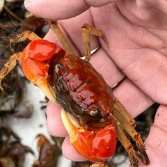 🦀ベンケイガニ（夏休み特別価格)ペアの画像