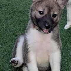 幸せなご縁に繋がりました。ありがとうございました。【【みぞれちゃん】 - 里親募集