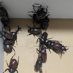 カブト虫15匹セット の画像