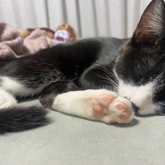 ハチワレ