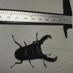 【予約商品】ミンダナオオオヒラタ♂単、ティティウスシロカブト♂単の画像